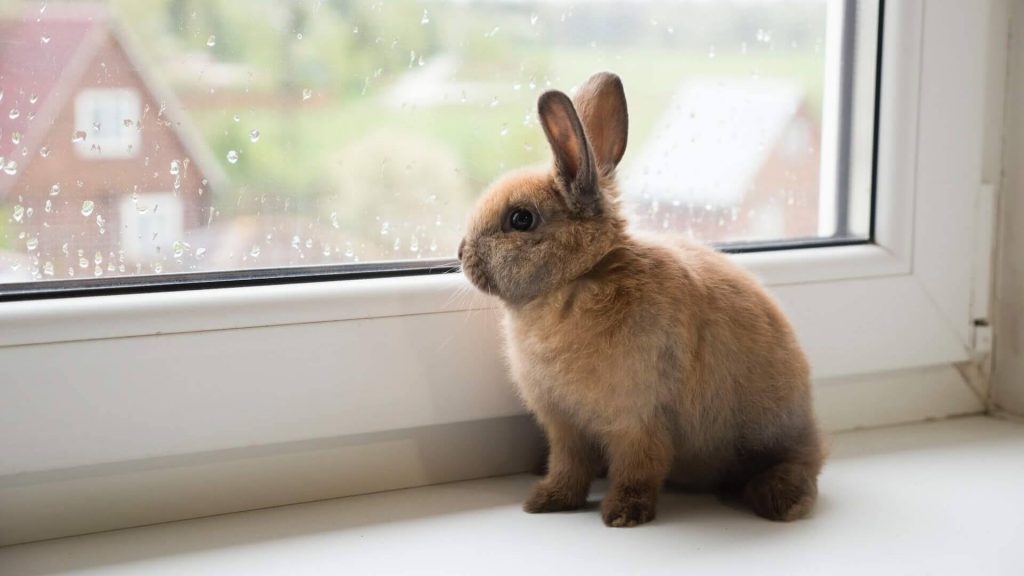Mini Rex rabbit, characterized by its soft, velvety fur and compact stature.